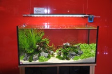 SLADKOVODEN AKVARIJ - razni AQUA-RO-DESIGN akcija