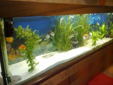 SLADKOVODEN AKVARIJ - razni AQUA-RO-DESIGN akvarij 