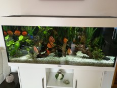SLADKOVODEN AKVARIJ - razni AQUA-RO-DESIGN diskusi