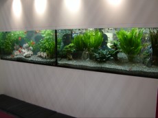 SLADKOVODEN AKVARIJ - razni AQUA-RO-DESIGN gupy