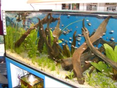 SLADKOVODEN AKVARIJ - razni AQUA-RO-DESIGN korenine