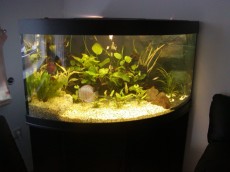 SLADKOVODEN AKVARIJ - razni AQUA-RO-DESIGN kotni akvarij