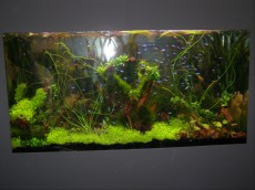 SLADKOVODEN AKVARIJ - razni AQUA-RO-DESIGN neonke