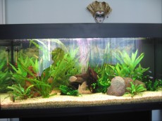 SLADKOVODEN AKVARIJ - razni AQUA-RO-DESIGN rastline
