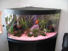 SLADKOVODEN AKVARIJ - razni AQUA-RO-DESIGN ribe