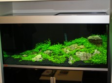 SLADKOVODEN AKVARIJ - razni AQUA-RO-DESIGN tepih rastline