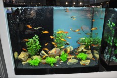 SLADKOVODEN AKVARIJ - razni AQUA-RO-DESIGN trgovina