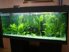 SLADKOVODEN AKVARIJ - razni AQUA-RO-DESIGN tropske rastline