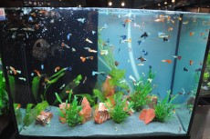 SLADKOVODEN AKVARIJ - razni AQUA-RO-DESIGN tropske ribe