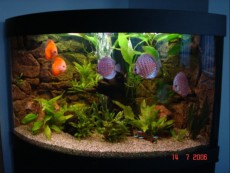 SLADKOVODEN AKVARIJ - razni MISTER AQUARIUM - 2 MESTO - GANGL BENO