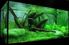 SLADKOVODEN AKVARIJ - razni MISTER AQUARIUM 2007 - ROMAN ILIC - DOMZALE