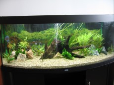 SLADKOVODEN AKVARIJ - razni akvarij Juwel Vision 450l - diskus