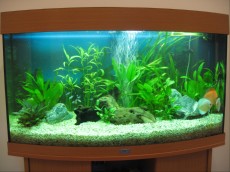 SLADKOVODEN AKVARIJ - razni discus fish tank