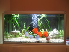 SLADKOVODEN AKVARIJ - razni discus fish tank SLOVENIA