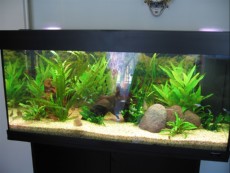 SLADKOVODEN AKVARIJ - razni mister aquarium 2005 - 1 mesto