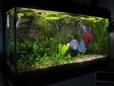 SLADKOVODEN AKVARIJ - razni mister aquarium 2005 - 3 mesto 