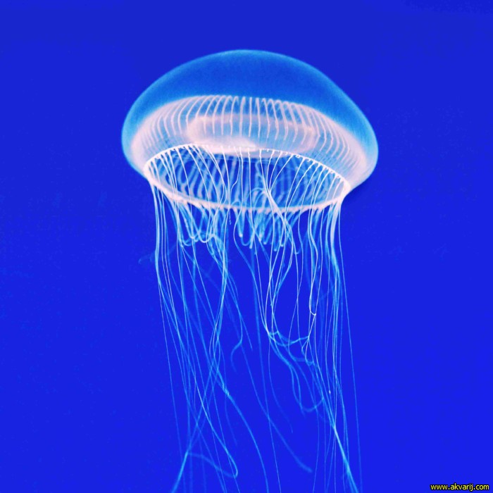 kristalna meduza