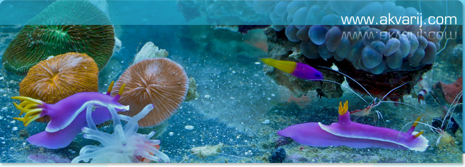 www.akvarij.com